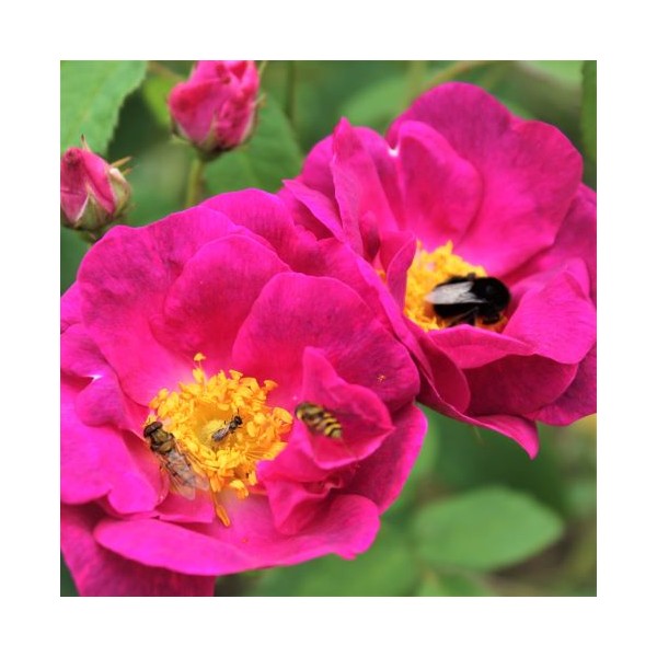Pétales de Rose de Provins