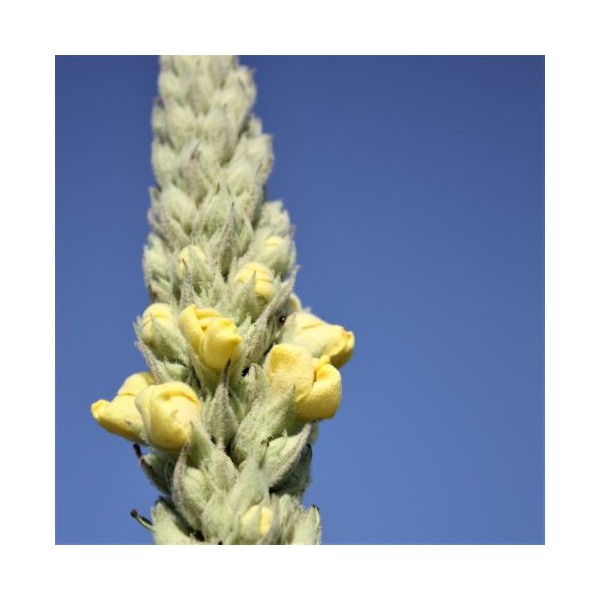 Bouillon blanc ou Molène