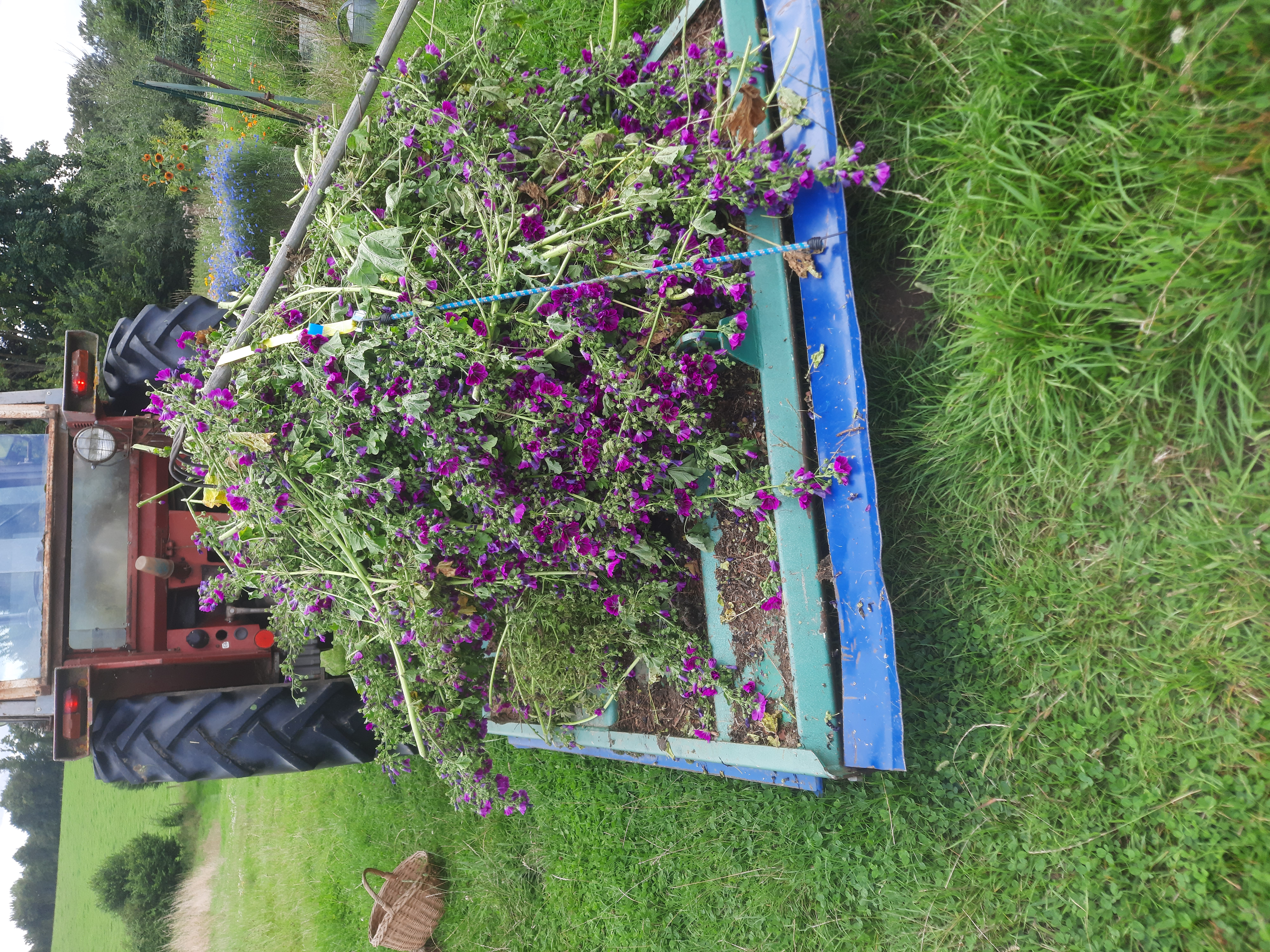 déraciner les Mauves avant fannage