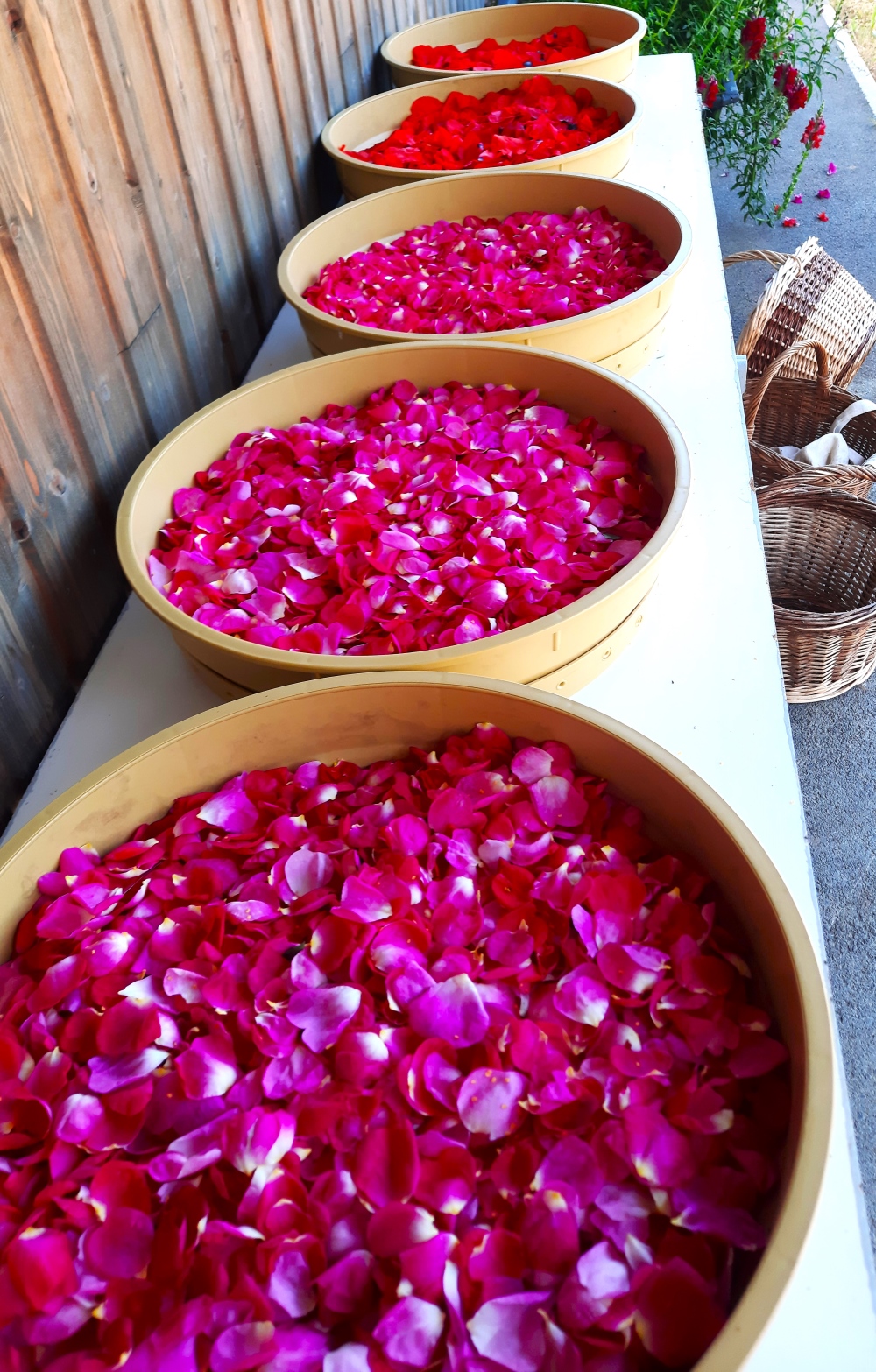 Pétales de Rose de Provins